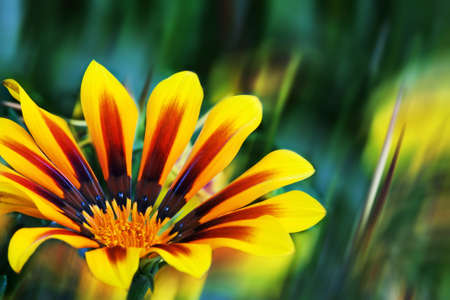 flower backgroundの写真素材