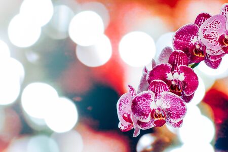 orchid flower with natural backgroundの写真素材