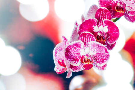 orchid flower with natural backgroundの写真素材