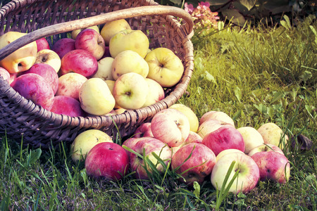 crop of red juicy apples in a basketsの写真素材