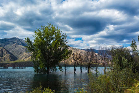 Wonderful green tree with dry trees in the middle of the Potrerillos Lake in front of majestic mountain.の写真素材