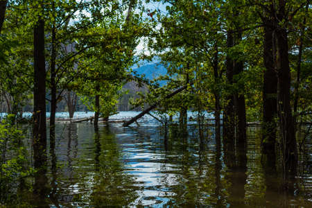 Beautiful trees reflecting on Potrerillos Lake, in middle of the valleyの写真素材