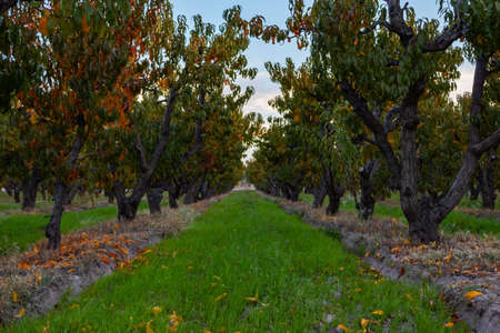 Beautiful peach field in the sunset in autumnの写真素材