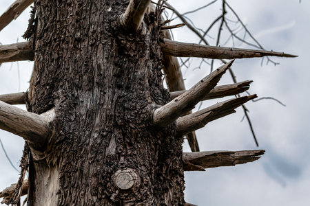 Close up of a dead tree in the middle of the forest.