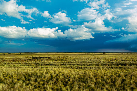 Wheat field and stormy clouds in the sky. Agricultural landscapeの写真素材