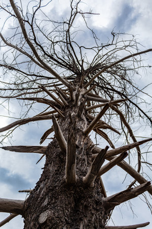 Dead tree in the forest with blue sky and white clouds background.の写真素材
