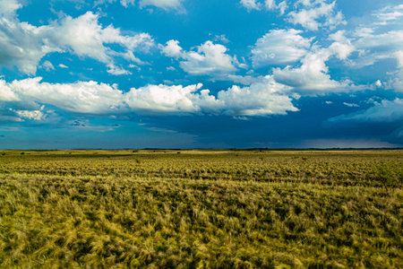 Aerial view of wheat field under blue sky with white clouds.の写真素材