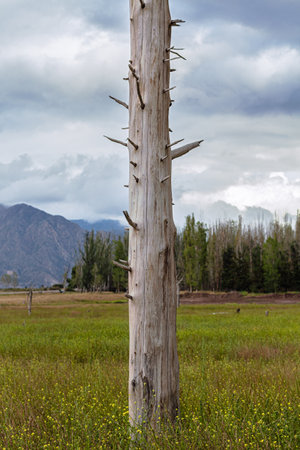 Dry tree in the middle of a meadow with mountains in the backgroundの写真素材