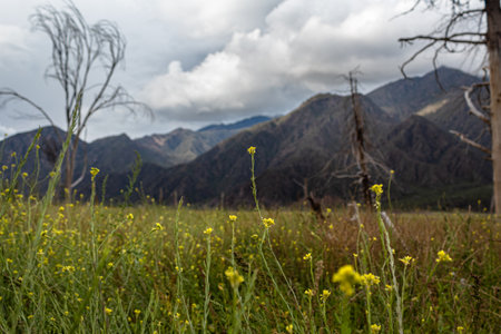 Meadow with yellow flowers in the mountains of Kyrgyzstanの写真素材