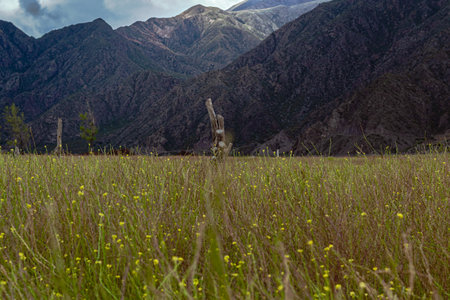 Meadow with yellow flowers and mountains in the background, South Africaの写真素材