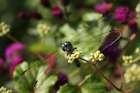 dragon fly