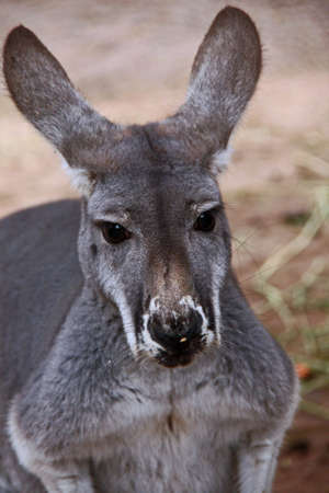 kangarooの写真素材