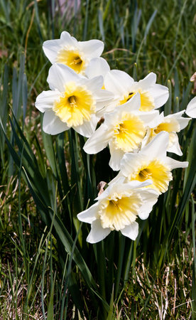 Daffodil groupの写真素材