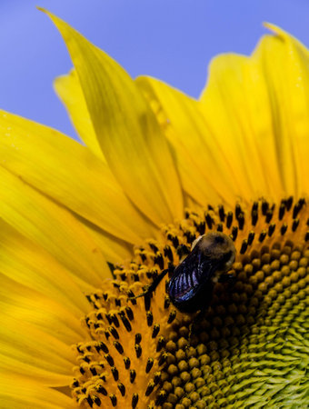 Bee on sunflowerの写真素材