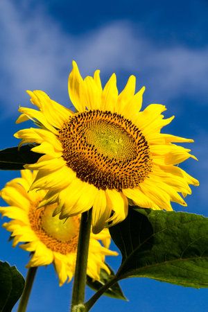 Sunflowers on blue skyの写真素材