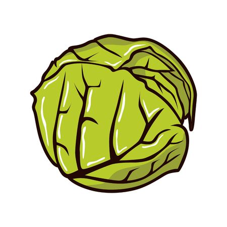 Cabbage illustration vetorのイラスト素材
