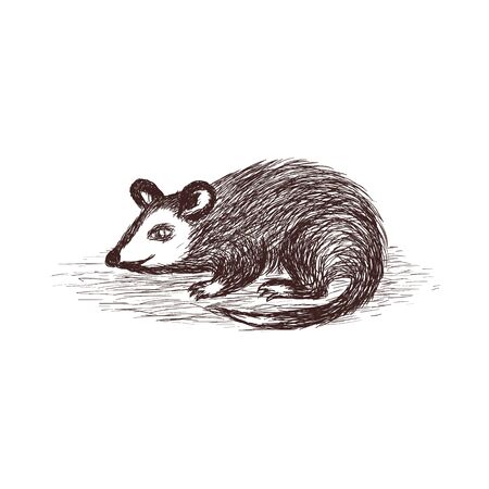 Rat animal sketch vectorのイラスト素材