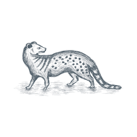 Mongoose sketch vectorのイラスト素材