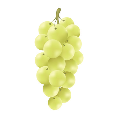 White grape realistic illustration vectorのイラスト素材