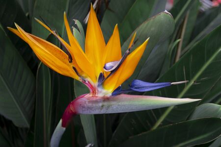 bird of paradise surrounded by green