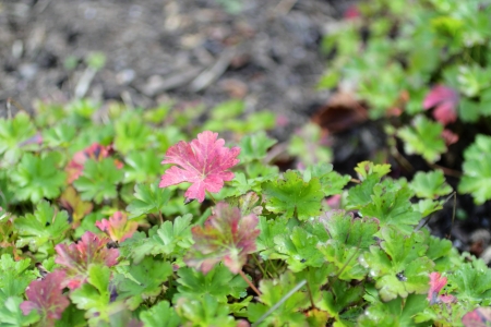 japanese anemoneの写真素材
