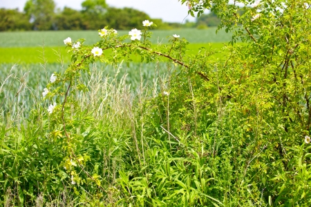 Dog rose on green field  Saarland, Germanyの写真素材