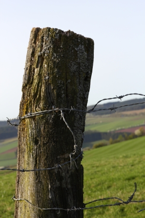 Hedge fencepost with barbed wire の写真素材