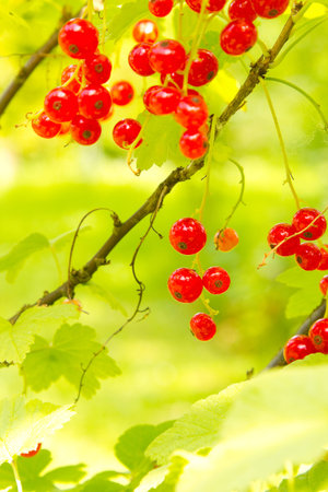 Red currant fruit on a bush in a garden  