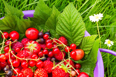 Garden berries in a bowl on the grass の写真素材