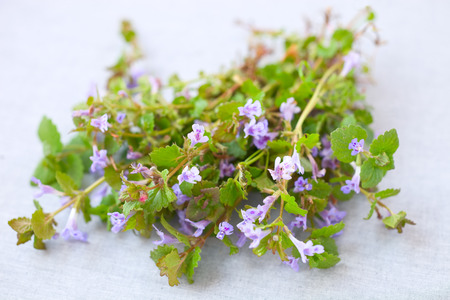Field balm or Ground Ivyの写真素材