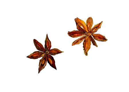 Whole chinese star anise (illicium) spice and seeds, two objects isolated, watercolor illustration on whiteの写真素材