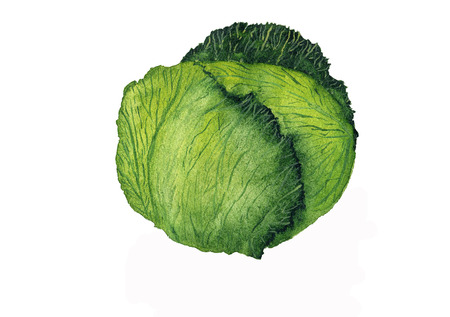 Watercolor cabbage, hand painting isolated on white background, organic food, vegetarian ingredient, illustration for paper, menuの写真素材