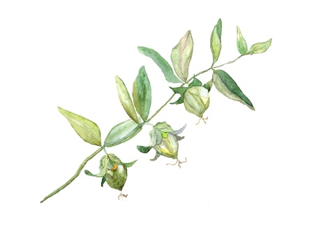 Jojoba watercolor, isolated on white background. Botanical illustration for greeting cards, invitations, and other printing projects. Can used for packaging of natural products.の写真素材