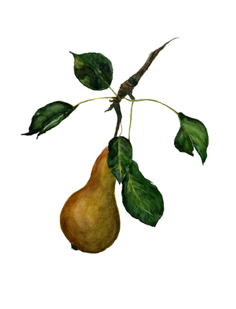 Yellow pear. Illustration of a branch of pear Abbot. Botanic watercolor hand drawn on white.の写真素材
