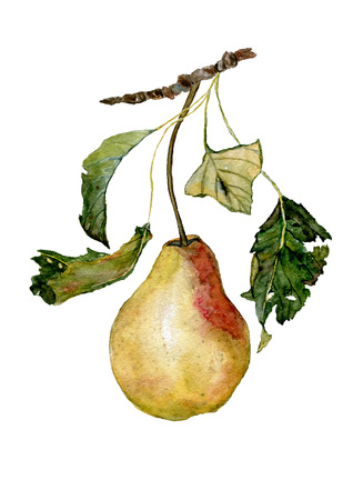 Pear with leaves, pear branch hand drawn watercolor painting on white background. Ripe pear with leaves on a branch.の写真素材