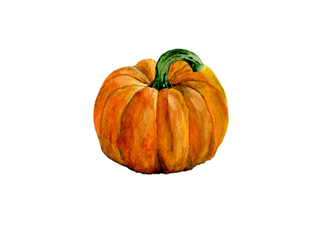 Pumpkin watercolor on white background, Hand drawn sketch, Design food element, Series of food ingredient for cooking restaurant menu, cafeの写真素材