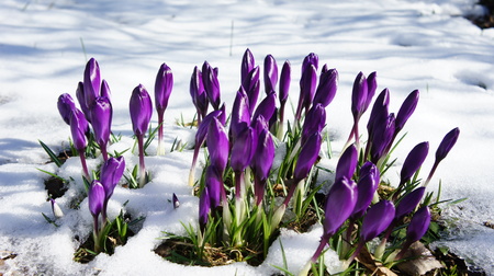 purple color crocus in snow