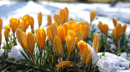 yellow crocus in snowの写真素材
