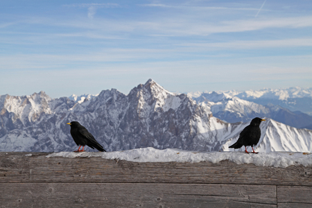 black bird zugspitze alps mountain snow ski in winter blue sky landscape garmisch germanyの写真素材