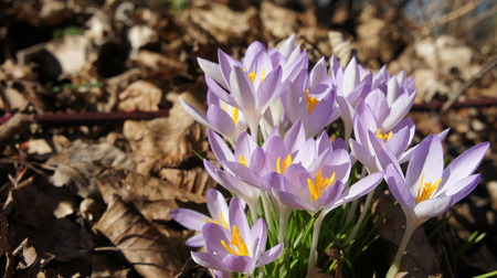 crocus purple in springの写真素材