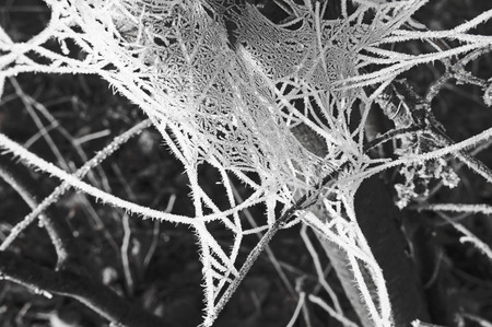 frost spiderweb on tree in winter black and whiteの写真素材