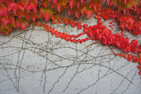 red leaves in autumn seasonの写真素材