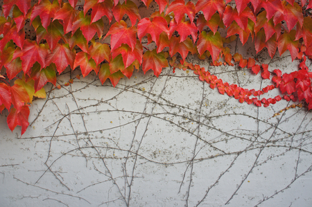 red leaves in autumn seasonの写真素材