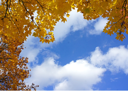 yellow leaves and blue sky in autumn seasonの写真素材
