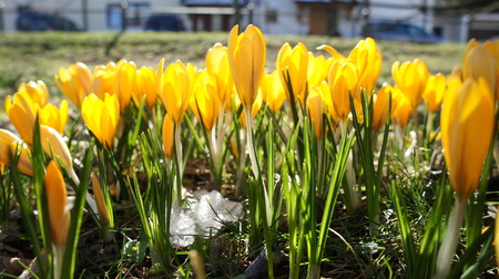 yellow crocus in gardenの写真素材