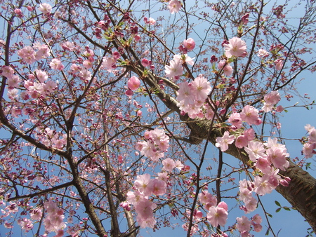 pink sakura  flower in springの写真素材