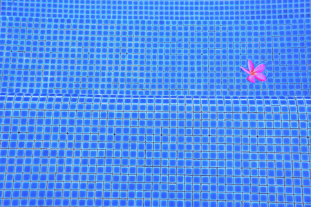 pink flower in swimming pool backgroundの写真素材