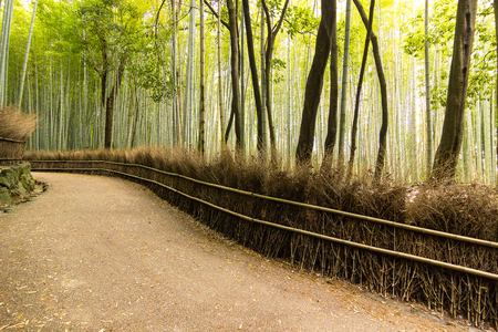 Arashiyama Bamboo Path, famous travel destination in Kyoto, Japan.の写真素材