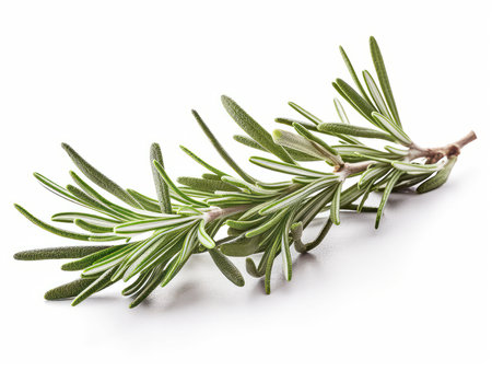 rosemary twig isolated on white backgroundの素材