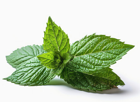 Mint isolated on white background.の素材